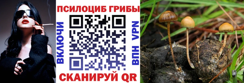 закладки  Ржев  mega рабочий сайт  Псилоцибиновые грибы мицелий 